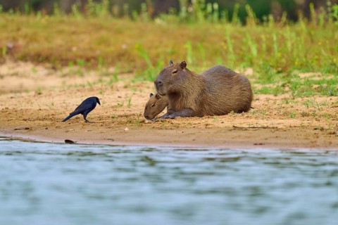 Capybaras resting on the riverbank with a bird, surrounded by nature, Capybara, capybara