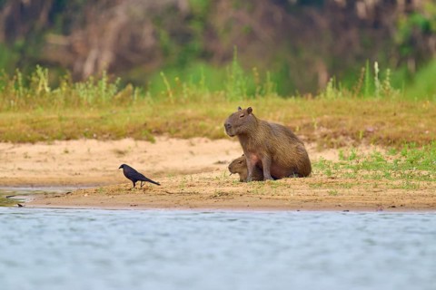 A bird approaches the Capybara family on the sandy bank, Capybara, capybara (Hydrochoerus