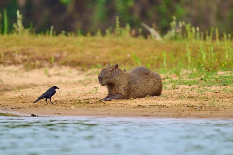 A capybara lying next to a bird on the riverbank in a natural environment, capybara, capybara,