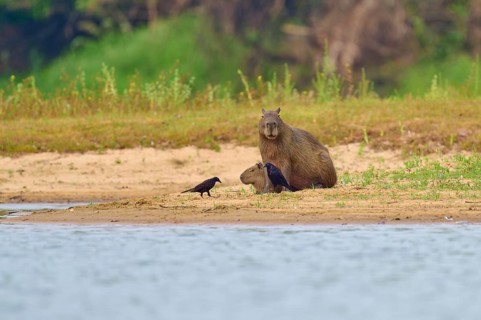 Capybara relaxing on the riverbank with three birds nearby, Capybara, capybara (Hydrochoerus