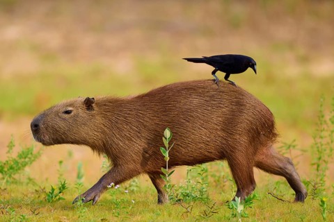 A Capybara with a bird relaxing on the riverbank in a natural environment, Capybara, capybara