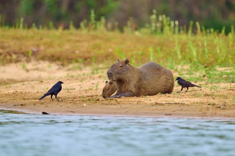 A capybara with a young one and two birds on the riverbank, natural tranquillity, capybara,