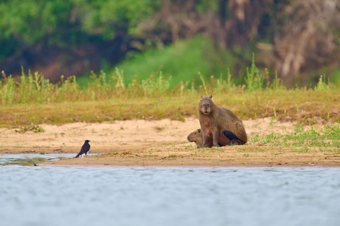 A bird leaps from the back of a walking capybara in the wild, Capybara, capybara (Hydrochoerus