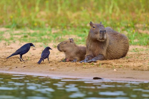 Two birds with Capybara family on the bank, peaceful scenery, Capybara, capybara (Hydrochoerus