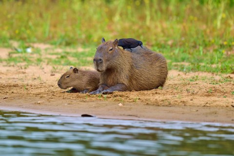 Two capybaras resting on the bank, bird sitting on one of them, capybara, capybara (Hydrochoerus