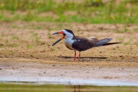A bird with an open beak stands on a sandy bank with a relaxed atmosphere, Black-mantled