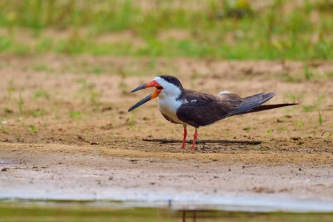 A bird with an open beak stands relaxed on a sandy bank, Black-mantled Scissorbill (Rynchops