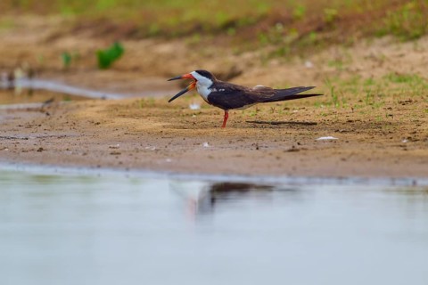 A bird with its beak wide open stands relaxed on the bank of a body of water, Black-mantled