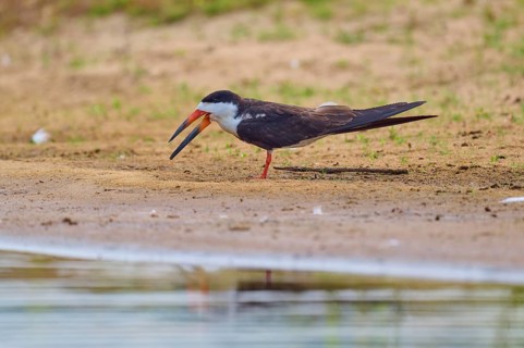 A bird with an open beak stands on the bank of a body of water in a tranquil scene, Black-mantled