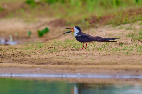 A bird with an open beak stands on a sandy bank in a natural environment, Black-mantled Scissorbill