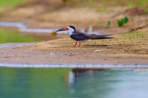 A bird rests on the bank of a body of water, surrounded by calming nature, Black-mantled Skimmer