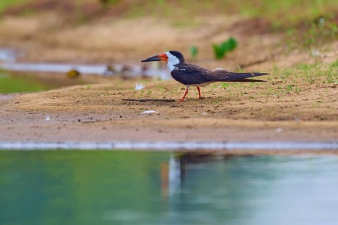 A bird stands on the bank of a body of water, with a calm atmosphere and natural background,