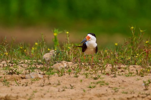 Bird with two chicks on sandy ground with plants, bird standing and looking to the side,
