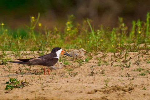 Black bird with two chicks on sandy ground, surrounded by plants, Black-mantled Scissorbill