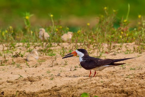 Bird observing chicks on sandy ground, green plants in the background, black-mantled cranesbill