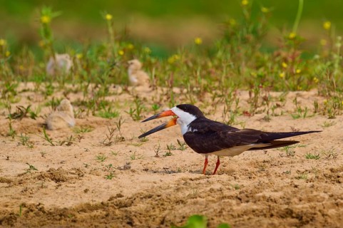 Bird with chicks on sandy soil, surrounded by plants in a natural environment, black-mantled