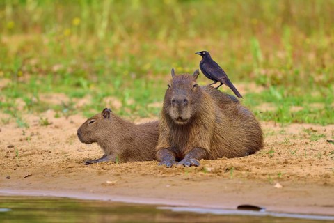 Two Capybaras sitting on the riverbank with a bird, relaxed atmosphere, Capybara, capybara
