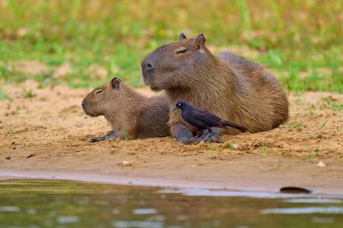 Two capybaras with a small bird close together on the bank, Capybara, capybara (Hydrochoerus