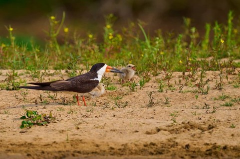 Bird feeding chicks on sandy soil with plants and natural background, Black-mantled Skimmer