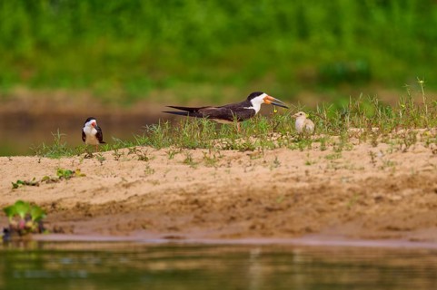 Birds with chicks on a sandy bank with plants in the background, a tranquil river landscape,