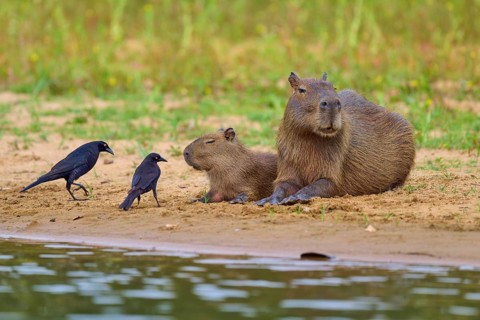 Capybara family with two birds on the riverbank, peaceful scene in nature, Capybara, capybara