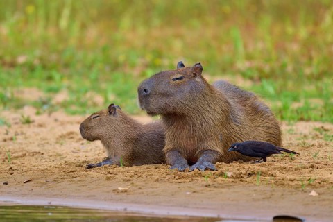 Two Capybaras with a bird at their side on the riverbank, Capybara, capybara (Hydrochoerus