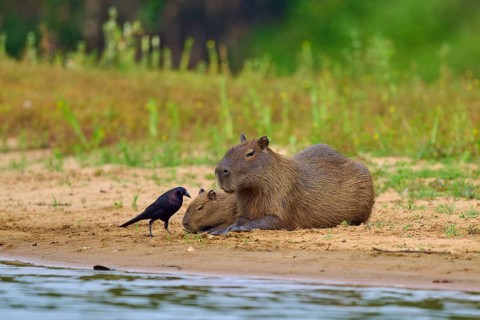 Capybara family on the bank with a bird, surrounded by green flora, Capybara, capybara