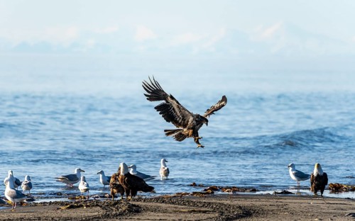 Bald eagle (Haliaeetus leucocephalus) landing on the beach next to gulls and eagles, Anchor Point