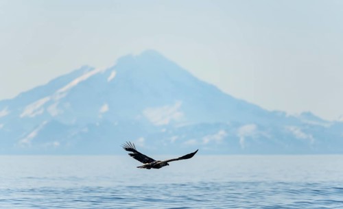 Bald eagle (Haliaeetus leucocephalus) in flight, Anchor Point at Cook Inlet, snow-covered mountain