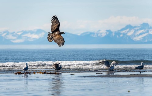 Bald eagle (Haliaeetus leucocephalus) in flight, Anchor Point at Cook Inlet, white mountain peaks