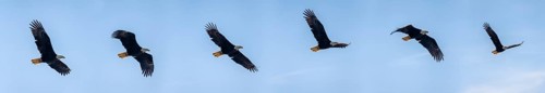 Bald eagle (Haliaeetus leucocephalus) in flight, photomontage with flight phases, Anchor Point at