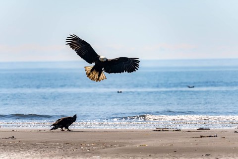 Bald eagle (Haliaeetus leucocephalus) landing next to another eagle on the beach, Anchor Point at