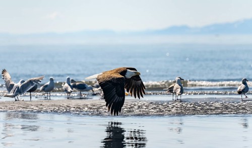 Bald eagle (Haliaeetus leucocephalus) in flight at the edge, Anchor Point at Cook Inlet, Anchor