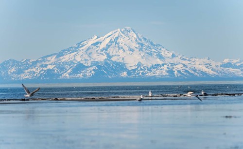 Bald eagle (Haliaeetus leucocephalus) sitting on the beach, Anchor Point at Cook Inlet, behind