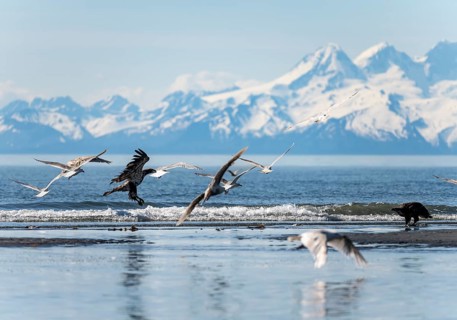 Bald eagle (Haliaeetus leucocephalus) landing on the beach among seagulls, Anchor Point, Cook