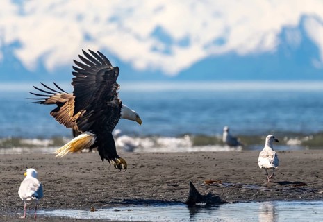 Bald eagle (Haliaeetus leucocephalus) landing on the beach with prey, Anchor Point at Cook Inlet,
