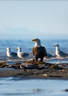 Bald eagle (Haliaeetus leucocephalus) sitting on the beach among gulls, Anchor Point, Cook Inlet,