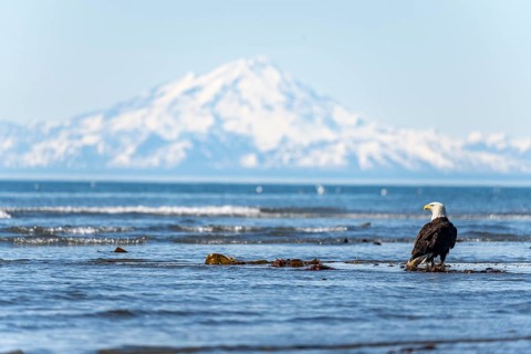 Bald eagle (Haliaeetus leucocephalus) sitting on the beach in the sea, Anchor Point at Cook Inlet,
