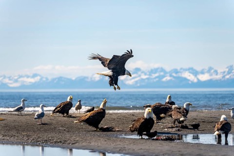 Bald eagle (Haliaeetus leucocephalus) landing among other eagles on the beach, Anchor Point at Cook