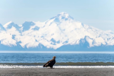 Bald eagle (Haliaeetus leucocephalus) sitting on the beach, Anchor Point at Cook Inlet, behind