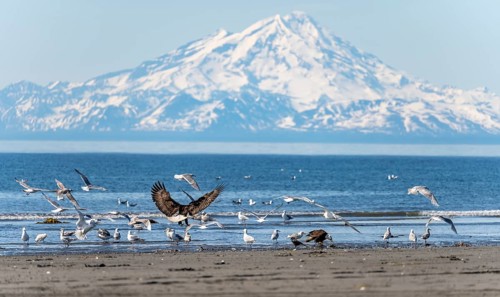 Bald eagle (Haliaeetus leucocephalus) landing on the beach among other seabirds, Anchor Point at