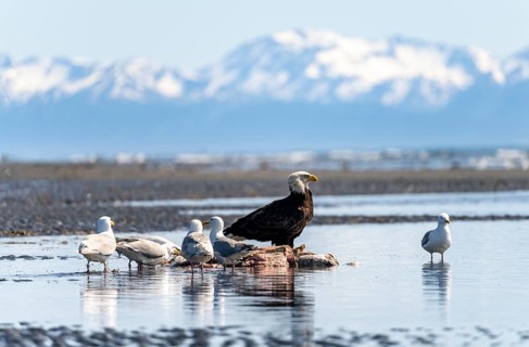 Bald eagle (Haliaeetus leucocephalus) sitting on the beach next to prey, Anchor Point at Cook