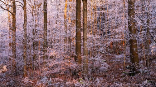 Wintery forest with hoarfrost on Königstuhl mountain, evening light, sunset, Rhein-Neckar district,