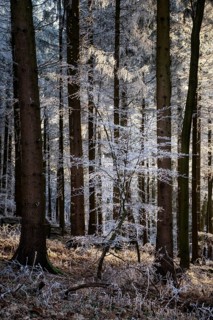 Wintery forest with hoarfrost on Königstuhl mountain, Rhein-Neckar district, Baden-Württemberg,