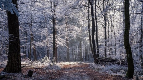 Wintery forest with hoarfrost on Königstuhl mountain, hiking trail, Rhein-Neckar district,