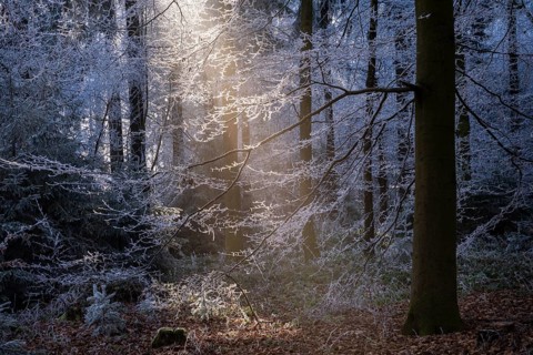 Wintery forest with hoarfrost on Königstuhl mountain, sunbeams, backlight, Rhein-Neckar district,