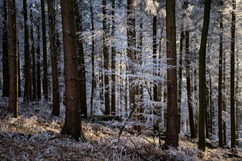 Wintery forest with hoarfrost on Königstuhl mountain, Rhein-Neckar district, Baden-Württemberg,
