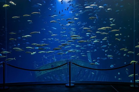 Fish in the huge aquarium in the Ozeaneum, Hanseatic City of Stralsund, Mecklenburg-Western