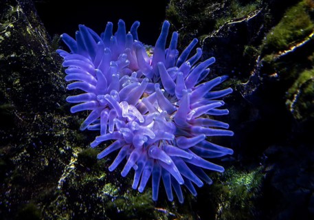 Sea anemones (Actiniaria), Ozeaneum, Hanseatic City of Stralsund, Mecklenburg-Western Pomerania,
