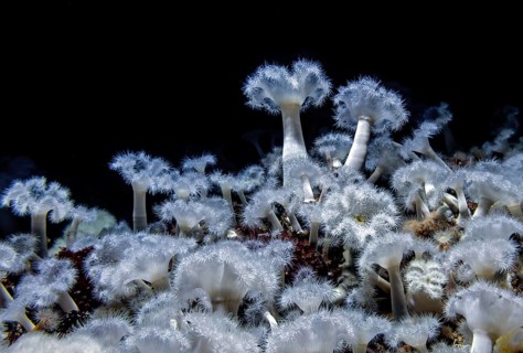 Sea anemone (Metridium senile), Ozeaneum, Hanseatic City of Stralsund, Mecklenburg-Western